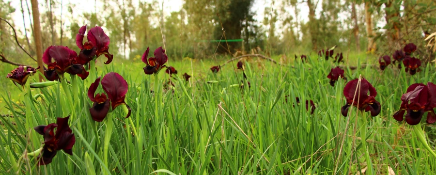 אירוס הארגמן. לא ברור אם יצליח לשרוד. צילום: שני גלייטמן, קקל